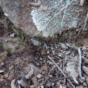 Corunastylis cornuta at Aranda, ACT - 13 May 2016