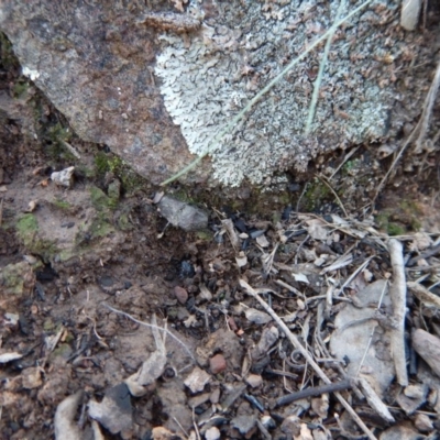 Corunastylis cornuta (Horned Midge Orchid) at Aranda, ACT - 13 May 2016 by CathB