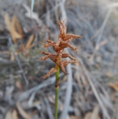 Corunastylis cornuta (Horned Midge Orchid) at Aranda Bushland - 23 Apr 2016 by CathB