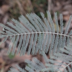 Acacia dealbata (Silver Wattle) at Bruce Ridge - 5 Jun 2016 by PeteWoodall