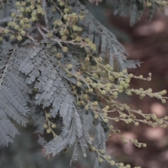 Acacia dealbata at O'Connor, ACT - 6 Jun 2016