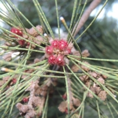 Casuarina cunninghamiana subsp. cunninghamiana (River She-Oak, River Oak) at Paddys River, ACT - 25 Feb 2016 by michaelb