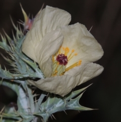 Argemone ochroleuca subsp. ochroleuca (Mexican Poppy, Prickly Poppy) at Point Hut to Tharwa - 25 Feb 2016 by michaelb