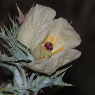 Argemone ochroleuca subsp. ochroleuca (Mexican Poppy, Prickly Poppy) at Point Hut to Tharwa - 25 Feb 2016 by michaelb