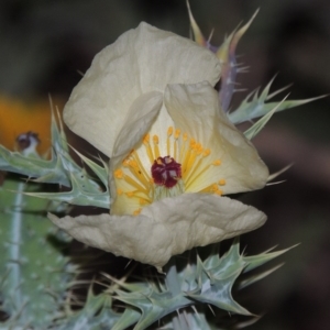 Argemone ochroleuca subsp. ochroleuca at Paddys River, ACT - 25 Feb 2016 08:32 PM