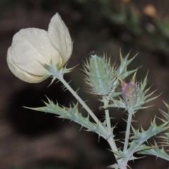 Argemone ochroleuca subsp. ochroleuca at Paddys River, ACT - 25 Feb 2016 08:32 PM