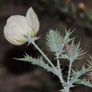 Argemone ochroleuca subsp. ochroleuca at Paddys River, ACT - 25 Feb 2016 08:32 PM