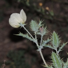 Argemone ochroleuca subsp. ochroleuca at Paddys River, ACT - 25 Feb 2016 08:32 PM