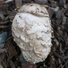 Coprinus comatus (Shaggy Ink Cap) at Canberra, ACT - 22 Jun 2016 by AaronClausen