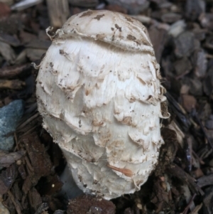 Coprinus comatus at Canberra, ACT - 22 Jun 2016