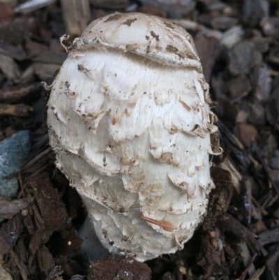 Coprinus comatus (Shaggy Ink Cap) at Canberra, ACT - 22 Jun 2016 by AaronClausen