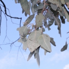 Eucalyptus polyanthemos (Red Box) at Lyneham, ACT - 6 Jun 2016 by PeteWoodall