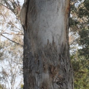 Eucalyptus polyanthemos at Lyneham, ACT - 6 Jun 2016