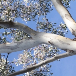 Eucalyptus polyanthemos at Lyneham, ACT - 6 Jun 2016