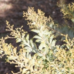 Acacia cultriformis (Knife Leaf Wattle) at Bruce Ridge - 5 Jun 2016 by PeteWoodall