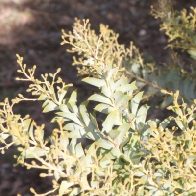 Acacia cultriformis (Knife Leaf Wattle) at Lyneham, ACT - 6 Jun 2016 by PeteWoodall