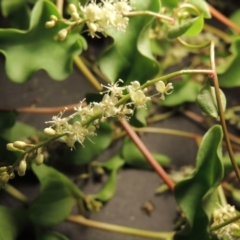 Anredera cordifolia (Madeira Vine) at Tharwa, ACT - 29 Mar 2016 by michaelb