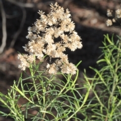 Cassinia quinquefaria (Rosemary Cassinia) at Lyneham, ACT - 6 Jun 2016 by PeteWoodall