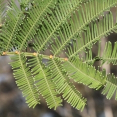 Acacia decurrens (Green Wattle) at Bruce Ridge - 5 Jun 2016 by PeteWoodall