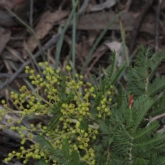 Acacia decurrens at Lyneham, ACT - 6 Jun 2016