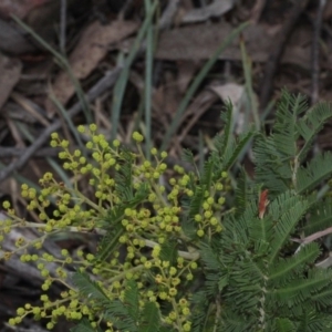 Acacia decurrens at Lyneham, ACT - 6 Jun 2016 12:00 AM