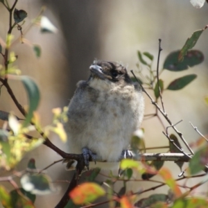 Cracticus torquatus at Red Hill, ACT - 27 Oct 2015