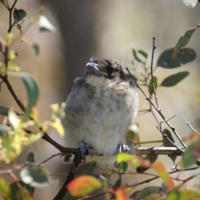 Cracticus torquatus (Grey Butcherbird) at Red Hill Nature Reserve - 27 Oct 2015 by roymcd