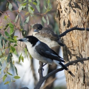 Cracticus torquatus at Red Hill, ACT - 27 Oct 2015