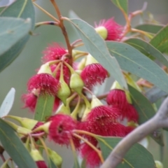 Eucalyptus leucoxylon (Yellow Gum) at Jerrabomberra Wetlands - 21 Jun 2016 by roymcd