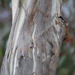 Eucalyptus leucoxylon at Fyshwick, ACT - 21 Jun 2016