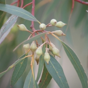 Eucalyptus leucoxylon at Fyshwick, ACT - 21 Jun 2016 03:33 PM