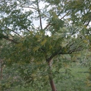 Acacia dealbata at Garran, ACT - 22 Jun 2016