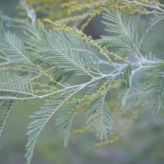 Acacia dealbata at Garran, ACT - 22 Jun 2016 04:46 PM