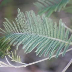 Acacia dealbata at Garran, ACT - 22 Jun 2016 04:46 PM