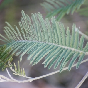 Acacia dealbata at Garran, ACT - 22 Jun 2016