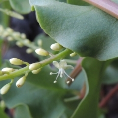 Anredera cordifolia (Madeira Vine) at Paddys River, ACT - 25 Feb 2016 by michaelb