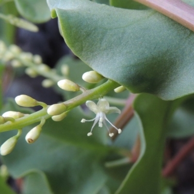 Anredera cordifolia (Madeira Vine ) at Point Hut to Tharwa - 25 Feb 2016 by michaelb