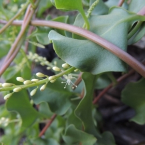 Anredera cordifolia at Paddys River, ACT - 25 Feb 2016