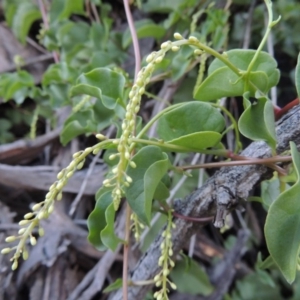 Anredera cordifolia at Paddys River, ACT - 25 Feb 2016