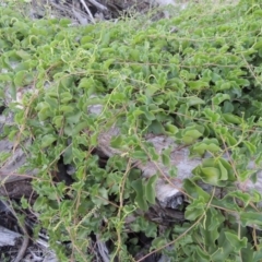 Anredera cordifolia at Paddys River, ACT - 25 Feb 2016