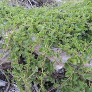 Anredera cordifolia at Paddys River, ACT - 25 Feb 2016