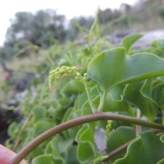 Anredera cordifolia at Paddys River, ACT - 25 Feb 2016