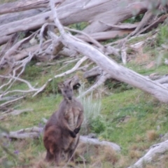 Osphranter robustus robustus at Tuggeranong DC, ACT - 29 Sep 2014 07:27 PM