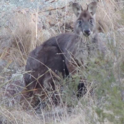 Osphranter robustus (Wallaroo) at Gigerline Nature Reserve - 13 Aug 2015 by michaelb