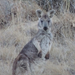 Osphranter robustus robustus at Tennent, ACT - 13 Aug 2015 06:18 PM