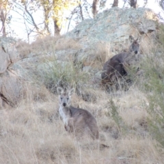 Osphranter robustus robustus at Tennent, ACT - 13 Aug 2015 06:18 PM