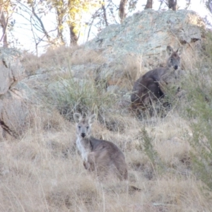 Osphranter robustus at Tennent, ACT - 13 Aug 2015