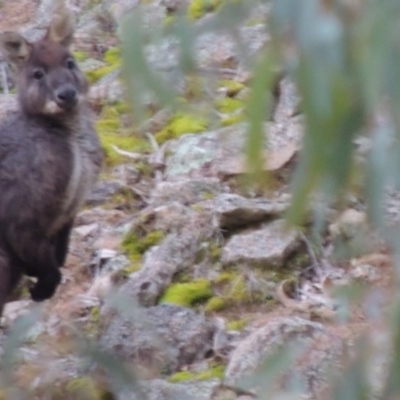 Osphranter robustus robustus (Eastern Wallaroo) at Conder, ACT - 18 Aug 2014 by michaelb