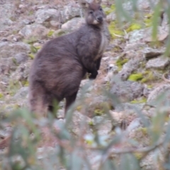 Osphranter robustus robustus at Conder, ACT - 18 Aug 2014 06:29 PM