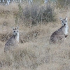 Osphranter robustus (Wallaroo) at Tennent, ACT - 27 Jun 2015 by michaelb